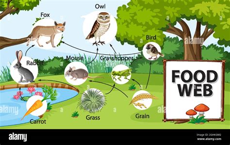 Food chain diagram concept on forest background illustration Stock Vector Image & Art - Alamy