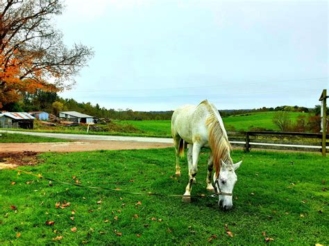 Amish horse | Horses, Animals, Amish