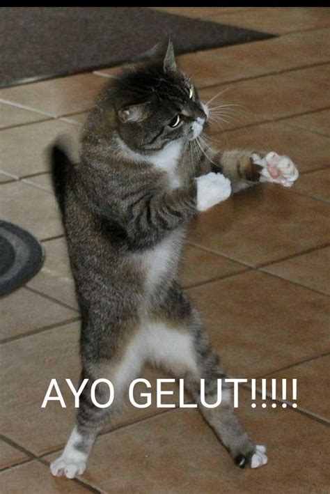 Meme Kucing Marah - 48+ Koleksi Gambar