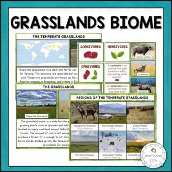 Grassland Biome Characteristics, Animal and Plant Adaptations Montessori