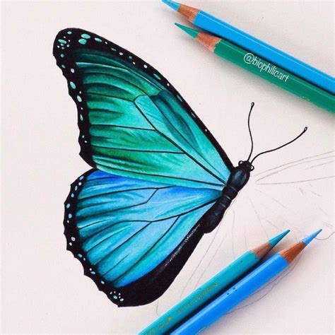 how to draw blue morpho butterfly coloured pencil - Google Search ...