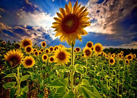 🔥 [46+] Field of Sunflowers Wallpapers | WallpaperSafari