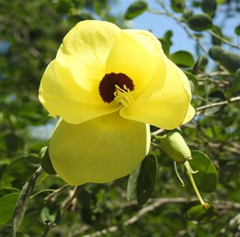 Bauhinia tomentosa (100 seeds) – Lifestyle Seeds