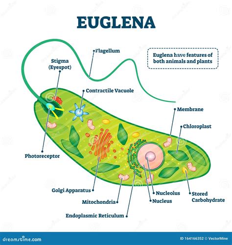 Diagram Of Euglena. Structure Of Euglena Viridis With Different ...