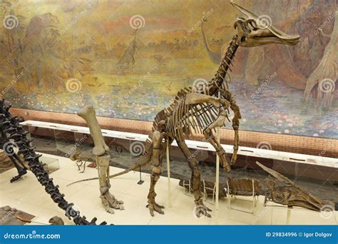 Shantungosaurus Skeleton