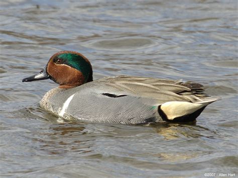 Green-winged Teal - male