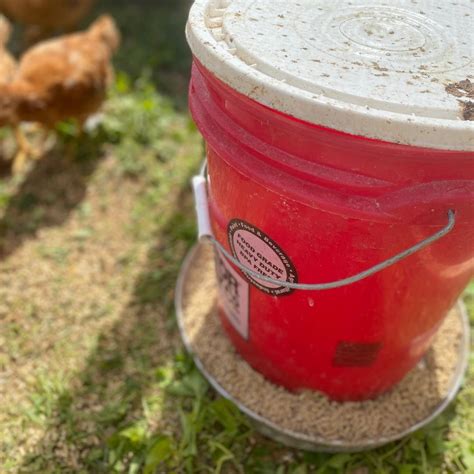 DIY 5-Gallon Bucket Chicken Feeder - Mama on the Homestead