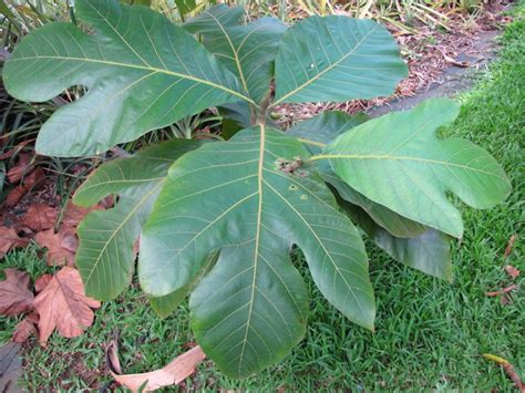 Marang, Artocarpus odoratissimus