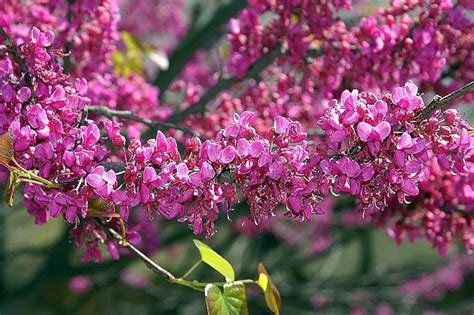 Texas Redbud Cercis Canadensis Var. Texensis Oklahoma 5 Seeds - Etsy