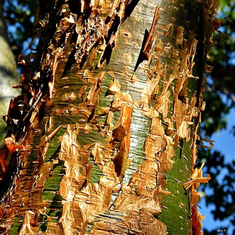 Gumbo-limbo (Bursera simaruba) | This native tropical hammoc… | Flickr