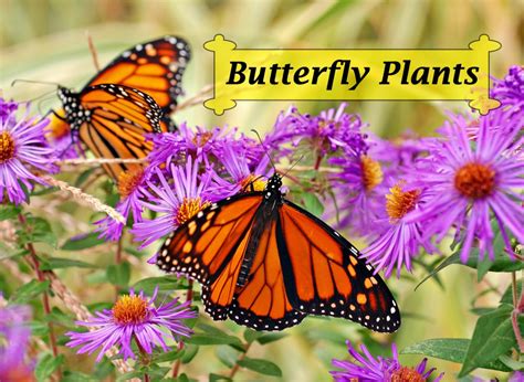 Butterfly Plants List- Butterfly Flowers And Host Plant Ideas