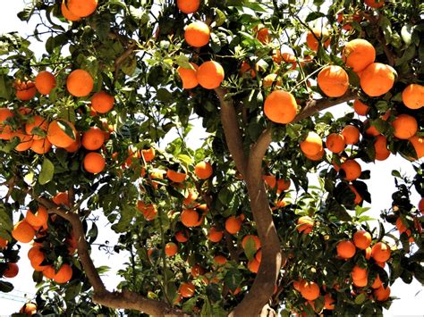 Orange Tree Care » Top Tips