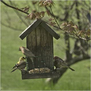 Finches at the feeder | Continuing with my Nikon 1 experimen… | Flickr
