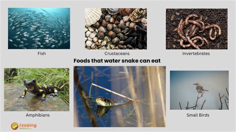 What Do Water Snakes Eat?: Exploring the Diet of Water Snakes - Feeding ...