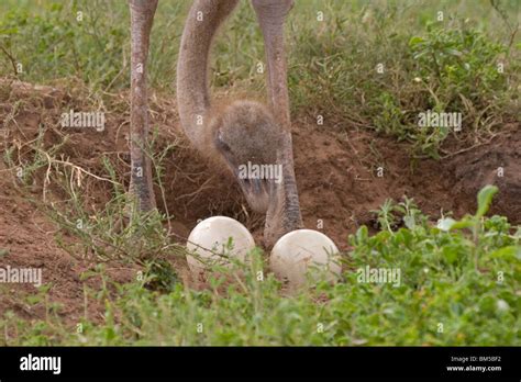 Ostrich with eggs, South Africa / Struthio camelus Stock Photo - Alamy