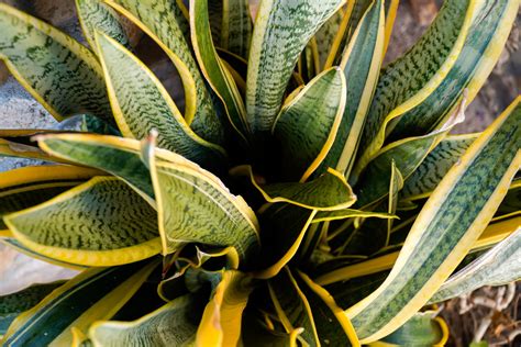 Denizens of the Dark: Indoor Plants for Low-Light Spaces | Chicago Botanic Garden