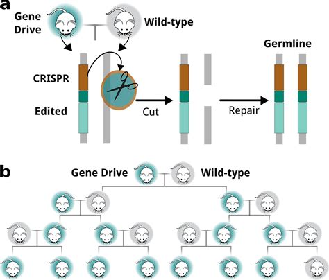 Detecting genetic alterations: can you spot the difference?