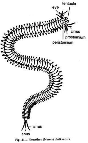 Morphology of Neanthes (Sandworm) | Phylum Annelida