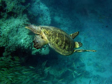 Green Sea Turtles HD Wallpaper - Animals Wallpapers