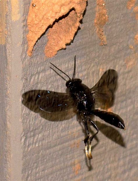 Organ Pipe Mud Wasp nest 1 | A Naturalist's Journal