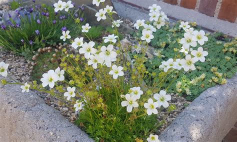 Top 9 Alpines for Beginners - Alpine Garden Society