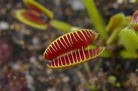 5 Carnivorous Plants You Wouldn't Want To Mess With