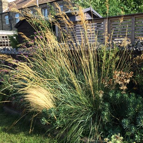 Stipa Gigantea, Feather Reed Grass - uploaded by @HortDan