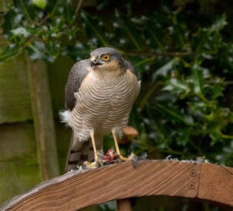 Bfb`s Outdoor Ramblings: Male Sparrowhawk