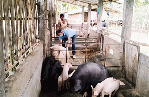 Panic grips Assam, Arunachal Pradesh piggery owners - Telegraph India