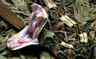 Combat PTSD News | Wounded Times: Basic training Snakes On A Desk