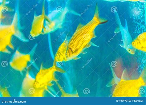Cute Burnt-tailed Barb Fish (Balantiocheilos Ambusticauda), Also Stock Photo - Image of asia ...