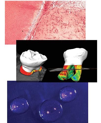 Dental Research Fellowship Program | UCLA Dentistry