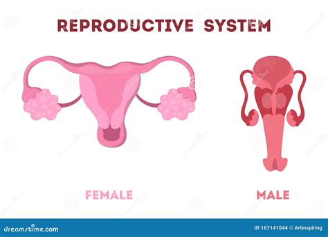 Female Reproductive Anatomy Female Reproductive Anatomy