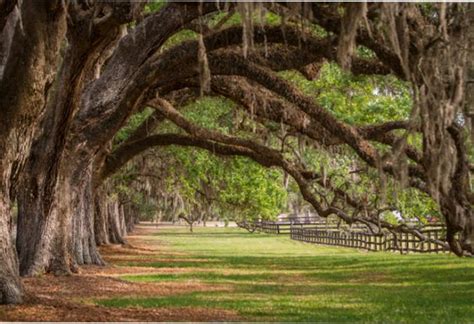 Home - Boone Hall Plantation & Gardens - Mt. Pleasant, SC