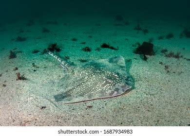 125 Thornback Ray Images, Stock Photos & Vectors | Shutterstock