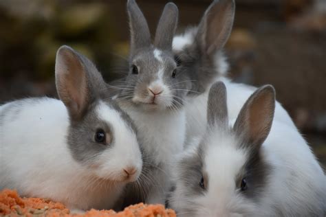 Wild and Domestic Rabbits Are Not the Same - Abandoned Rabbits