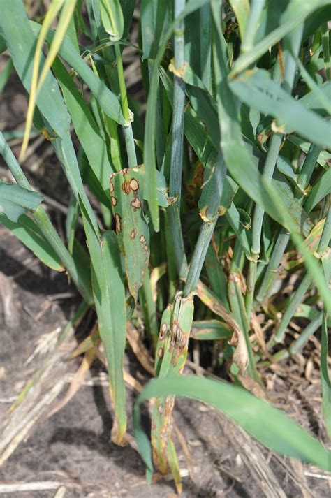 Identifying cereal leaf diseases | Alberta Barley