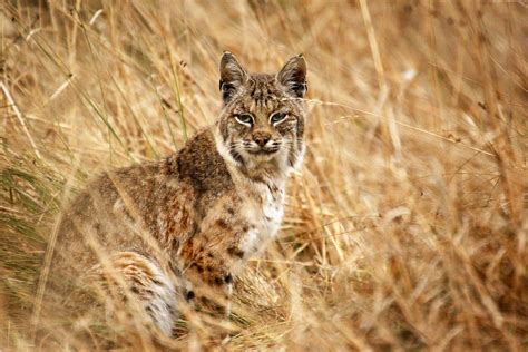 Bobcat Photo Tour in Northern California | Cat Expeditions