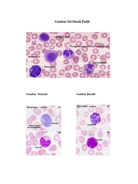 Gambar Sel Darah Putih | PDF