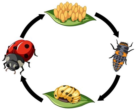 ciclo de vida de la mariquita sobre fondo blanco 1879167 Vector en Vecteezy