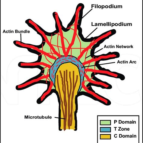 Schematic of growth cone with intracellular domains and protrusions... | Download Scientific Diagram