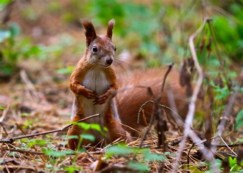 Squirrel | Animals photos