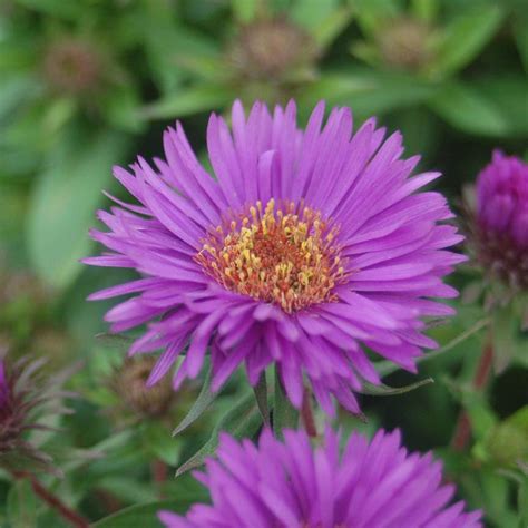 Purple Dome Aster | Plant Addicts