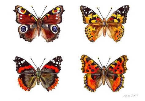 Painted Lady Peacock, Red Admiral, Tortoiseshell | Butterfly watercolor, Insects, Butterfly