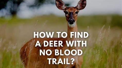 How To Find A Deer With No Blood Trail? (Guide) - Deer Hunting Life