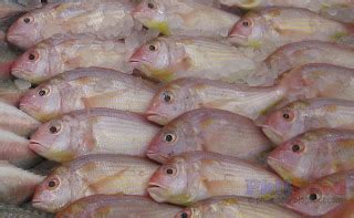 Philippine Fish Species - List of Common Fish in the Philippines ~ Philippine Food