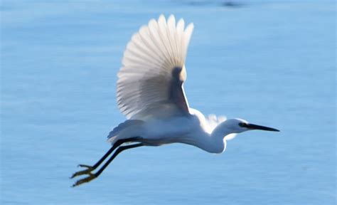 great White Egret by nerfpainter123 on DeviantArt