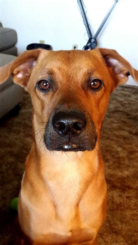 Austin Dog Training: Rhodesian Ridgeback Mix Enjoys Naps!