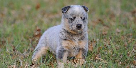 Australian Cattle Dog | Learn More About This Awesome Breed