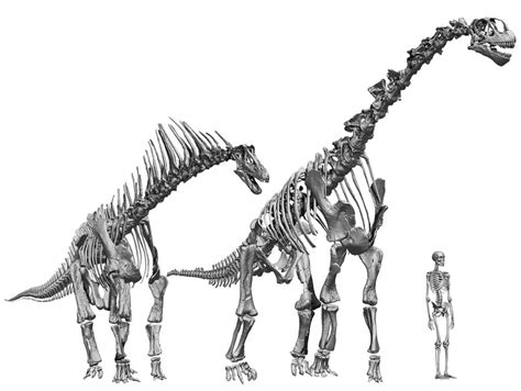 Virtual sauropods - Revista Mètode